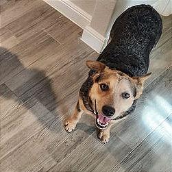 Enlarge Cocoa, a Adoptable mixed breed in Weatherford, TX image 6/6