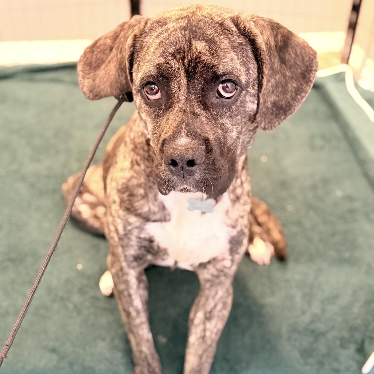 Enlarge Zelda, a ADOPTABLE mixed breed in Riverside, CA image 1/4