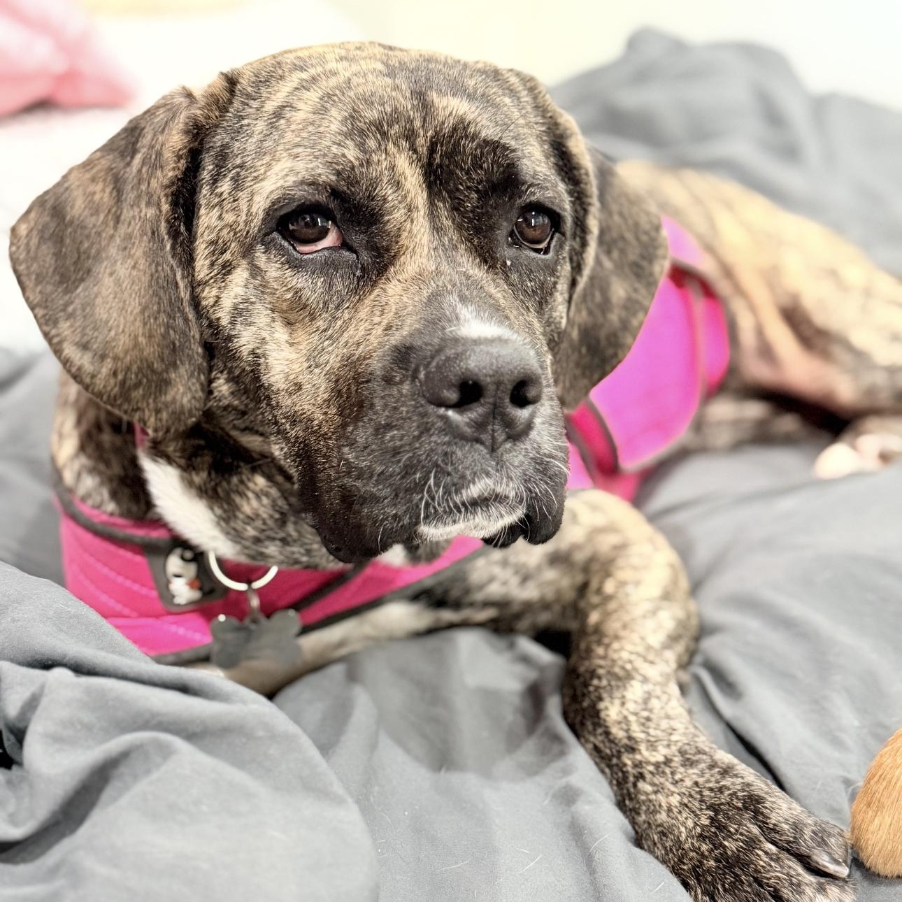 Enlarge Zelda, a ADOPTABLE mixed breed in Riverside, CA image 3/4