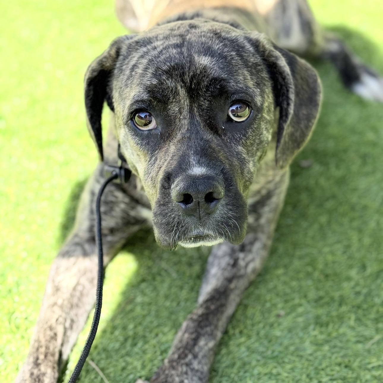 Enlarge Zelda, a ADOPTABLE mixed breed in Riverside, CA image 4/4