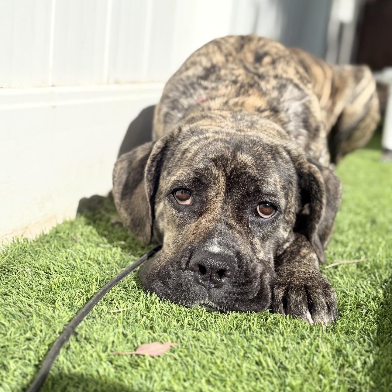 Enlarge Zelda, a ADOPTABLE mixed breed in Riverside, CA image 2/4