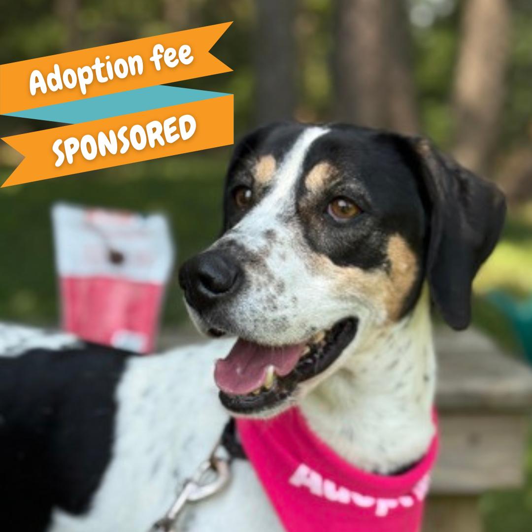 Daisy, Adoptable, Senior Female English Coonhound & Hound.