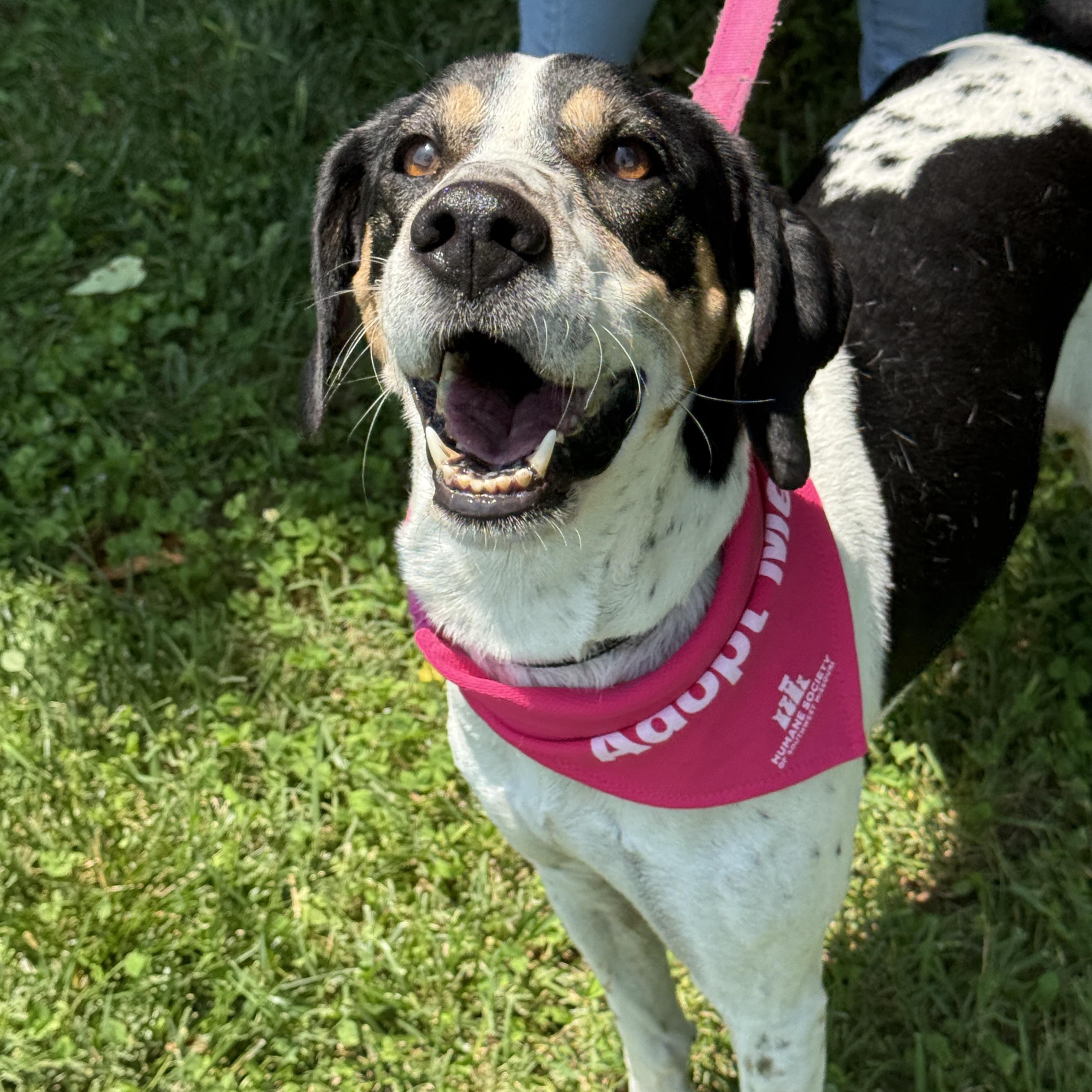 Daisy, a Adoptable mixed breed in Springfield, MO image 5/6