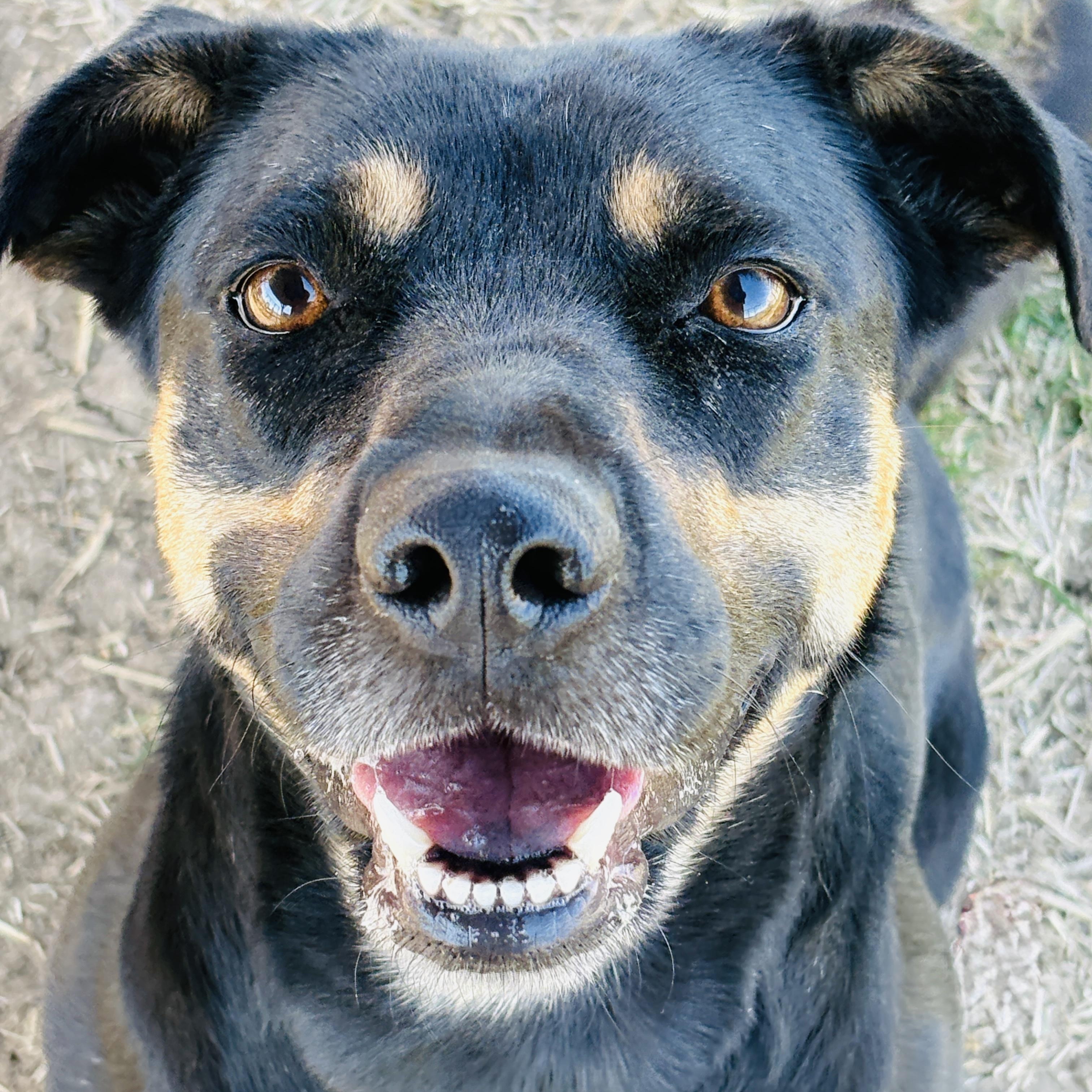 Enlarge *Stella Girl, a Adoptable mixed breed in Justin, TX image 4/5