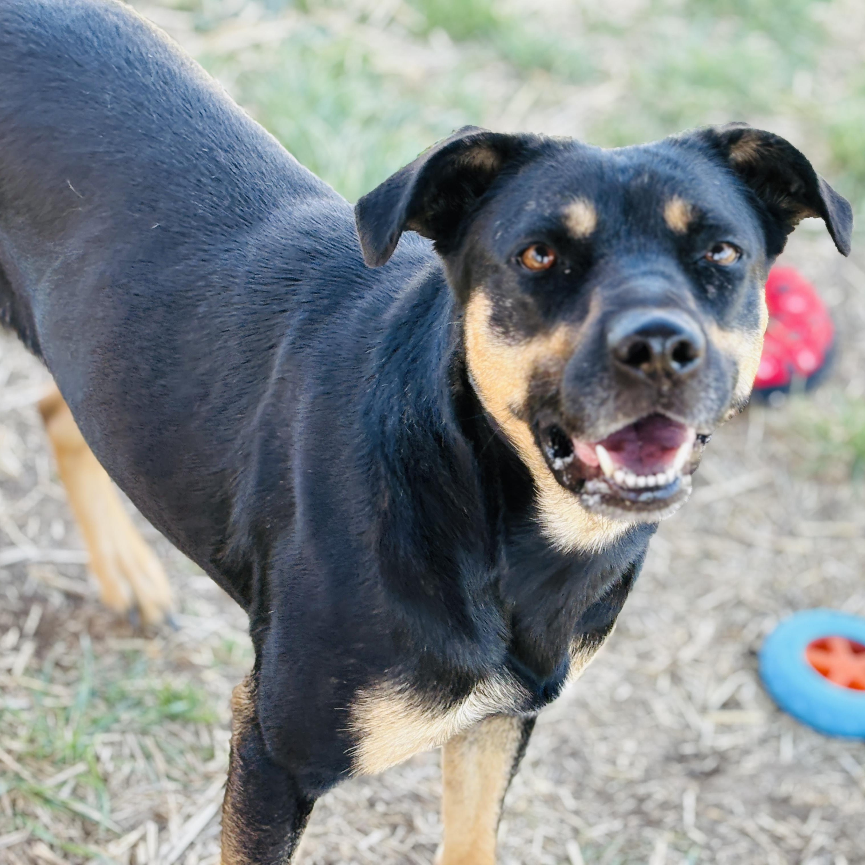 Enlarge *Stella Girl, a Adoptable mixed breed in Justin, TX image 5/5