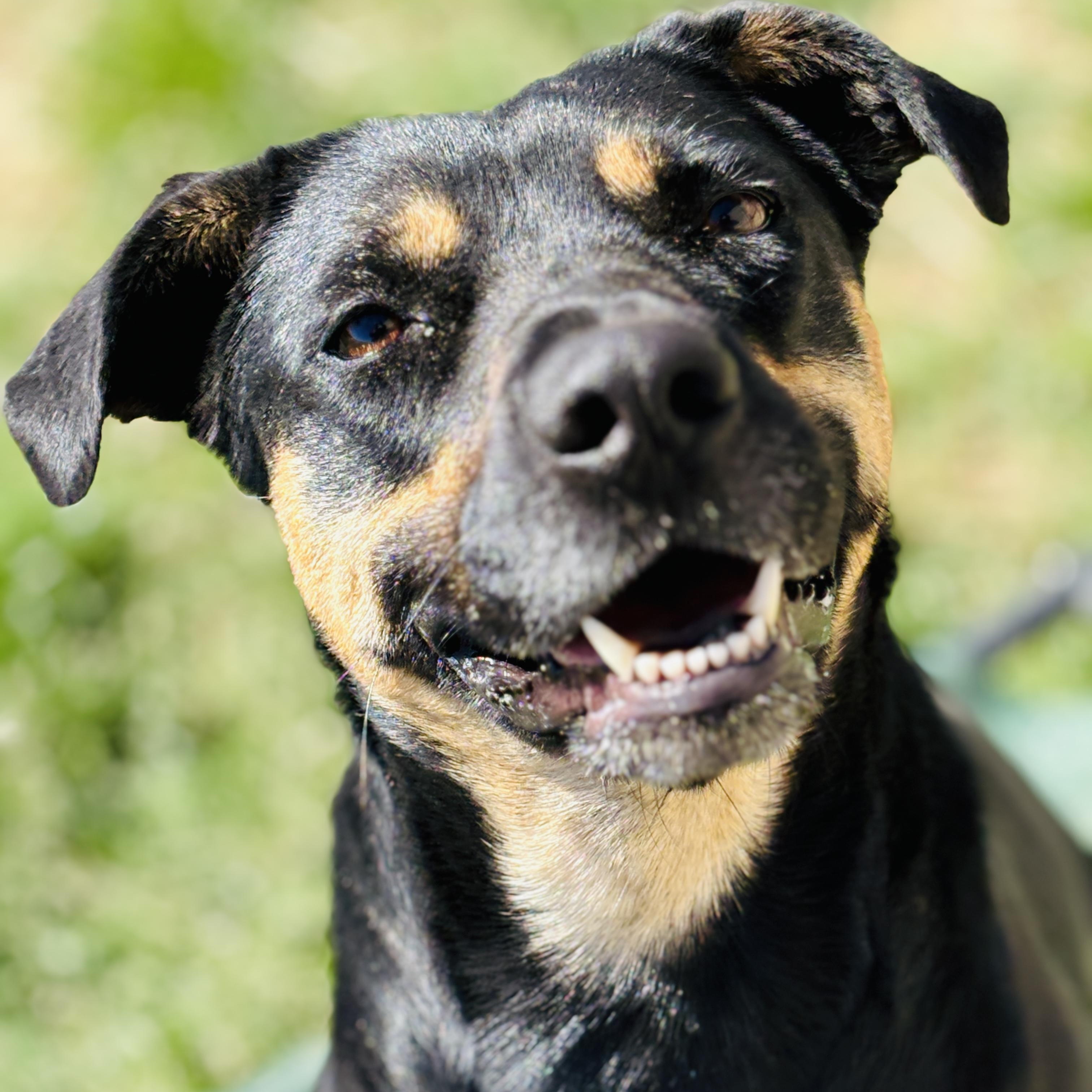 Enlarge *Stella Girl, a Adoptable mixed breed in Justin, TX image 3/5