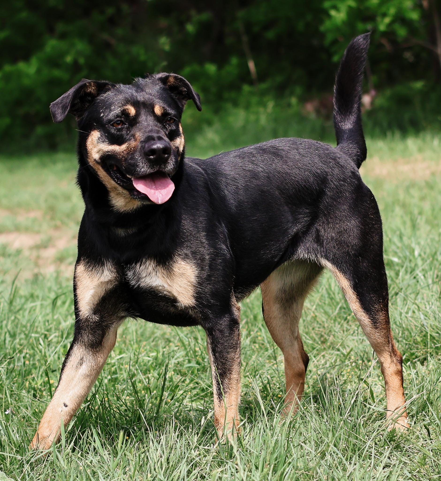 *Stella Girl, Adoptable, Young Female Shepherd.
