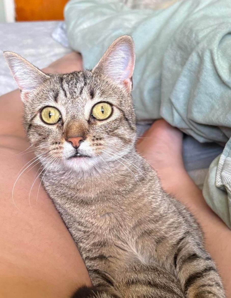 Enlarge Bug, a Adoptable Domestic Short Hair in Freemansburg, PA image 4/4