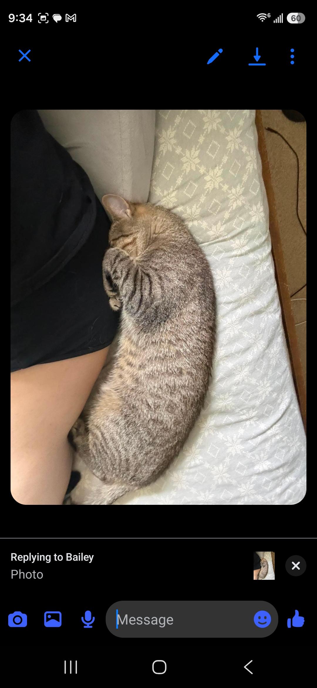 Enlarge Bug, a Adoptable Domestic Short Hair in Freemansburg, PA image 3/4