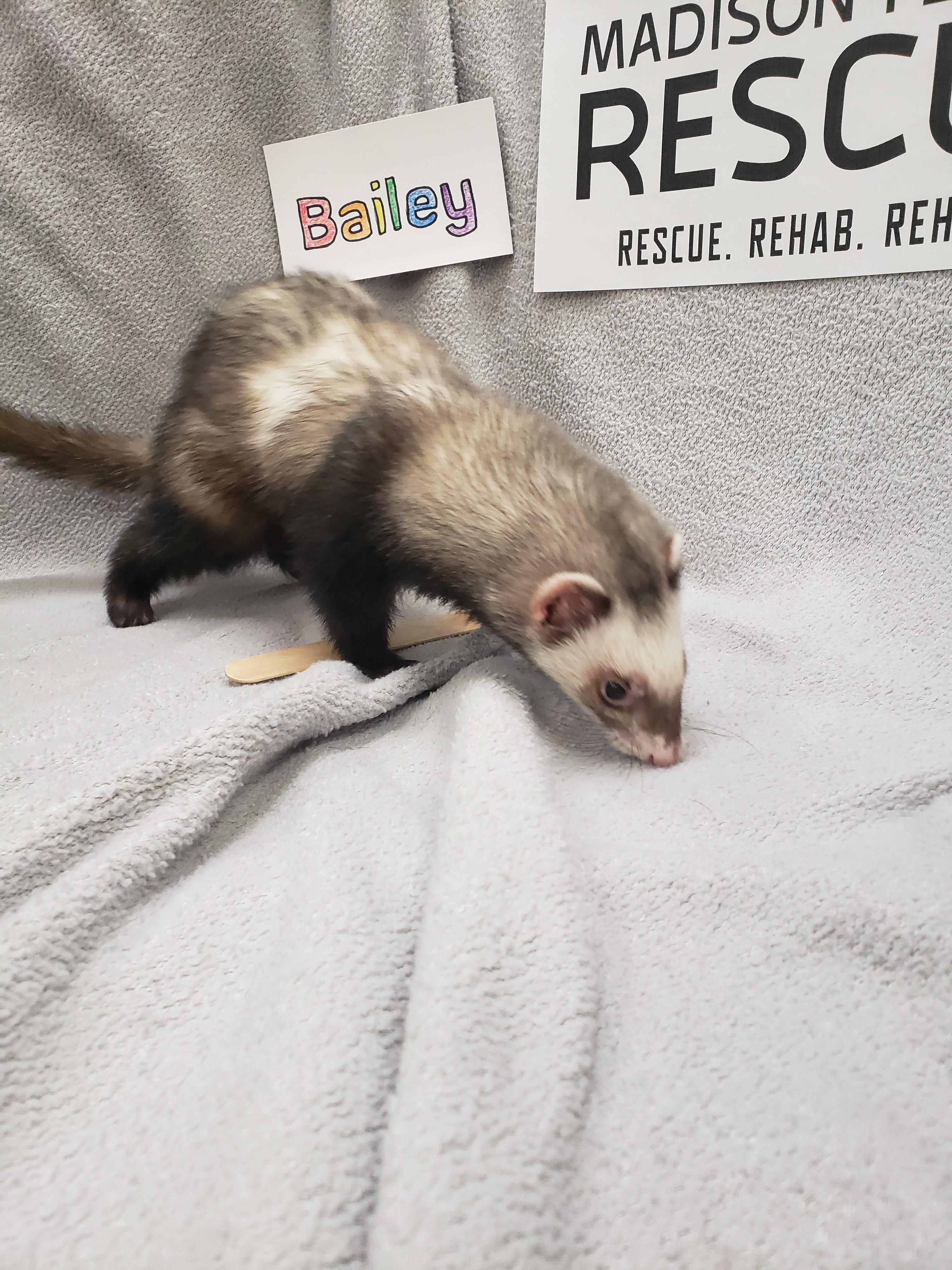 Bailey, a Adoptable Ferret in Madison, WI image 1/3