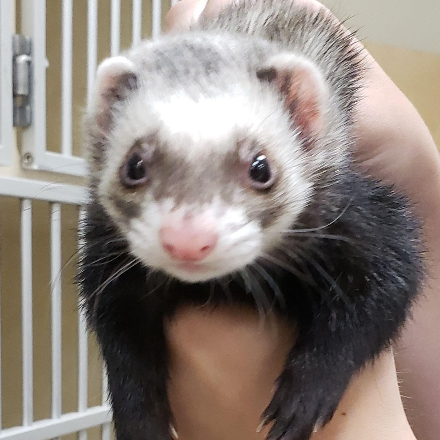 Bailey, Adoptable, Adult Female Ferret.