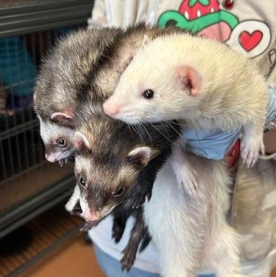 Bailey, a Adoptable Ferret in Madison, WI image 3/3