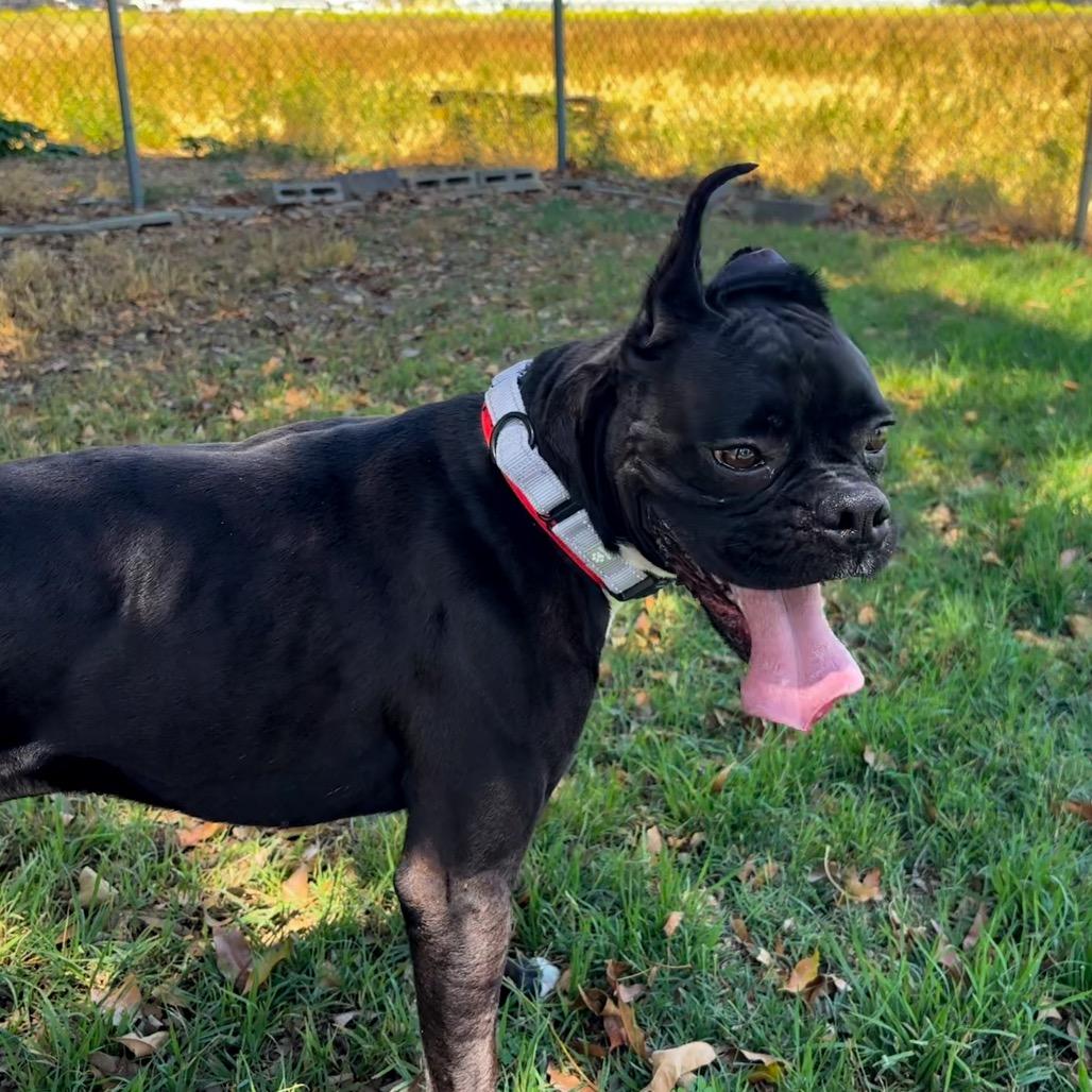 Tobi, Adoptable, Adult Male Boxer.