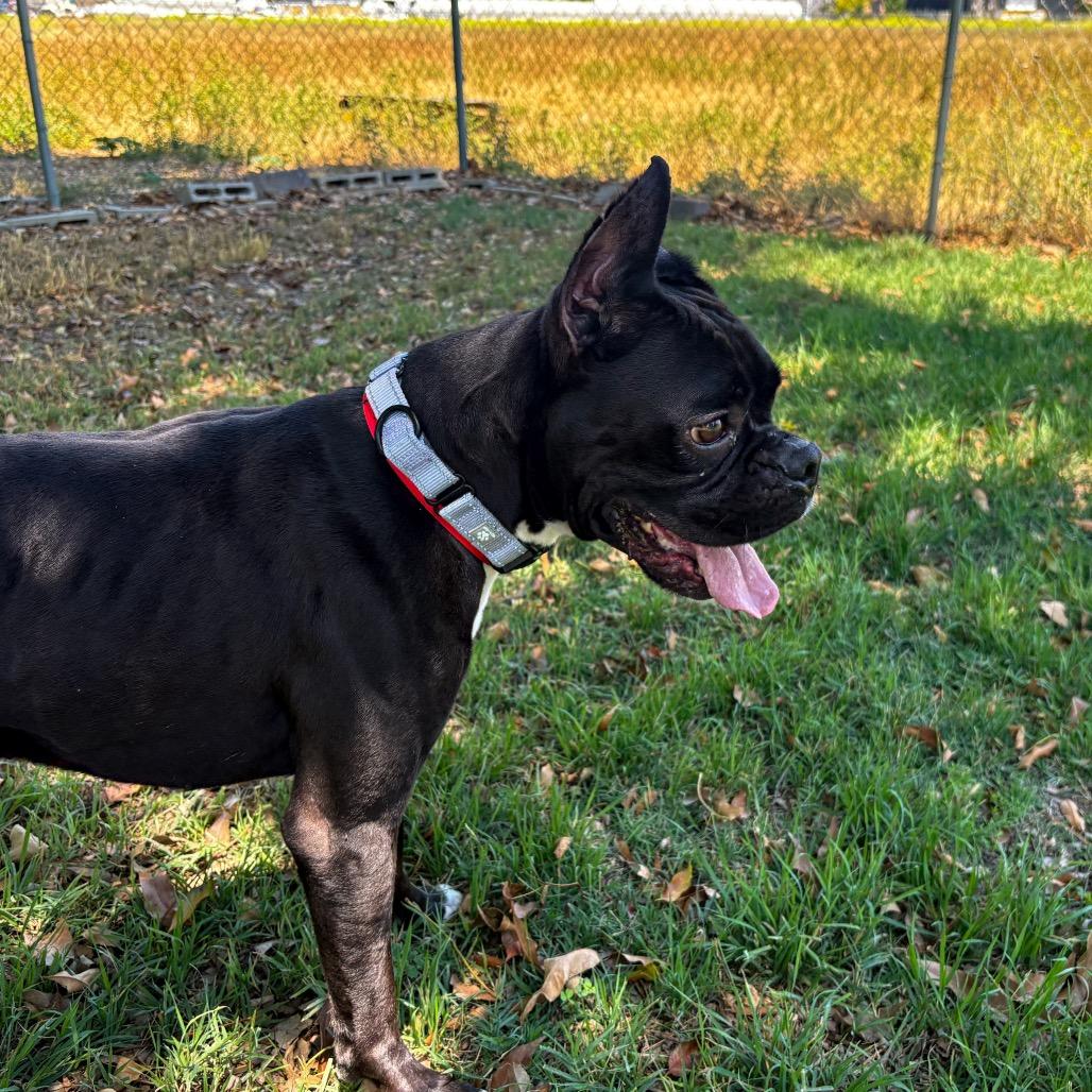 Tobi, a Adoptable Boxer in San Jacinto, CA image 2/6