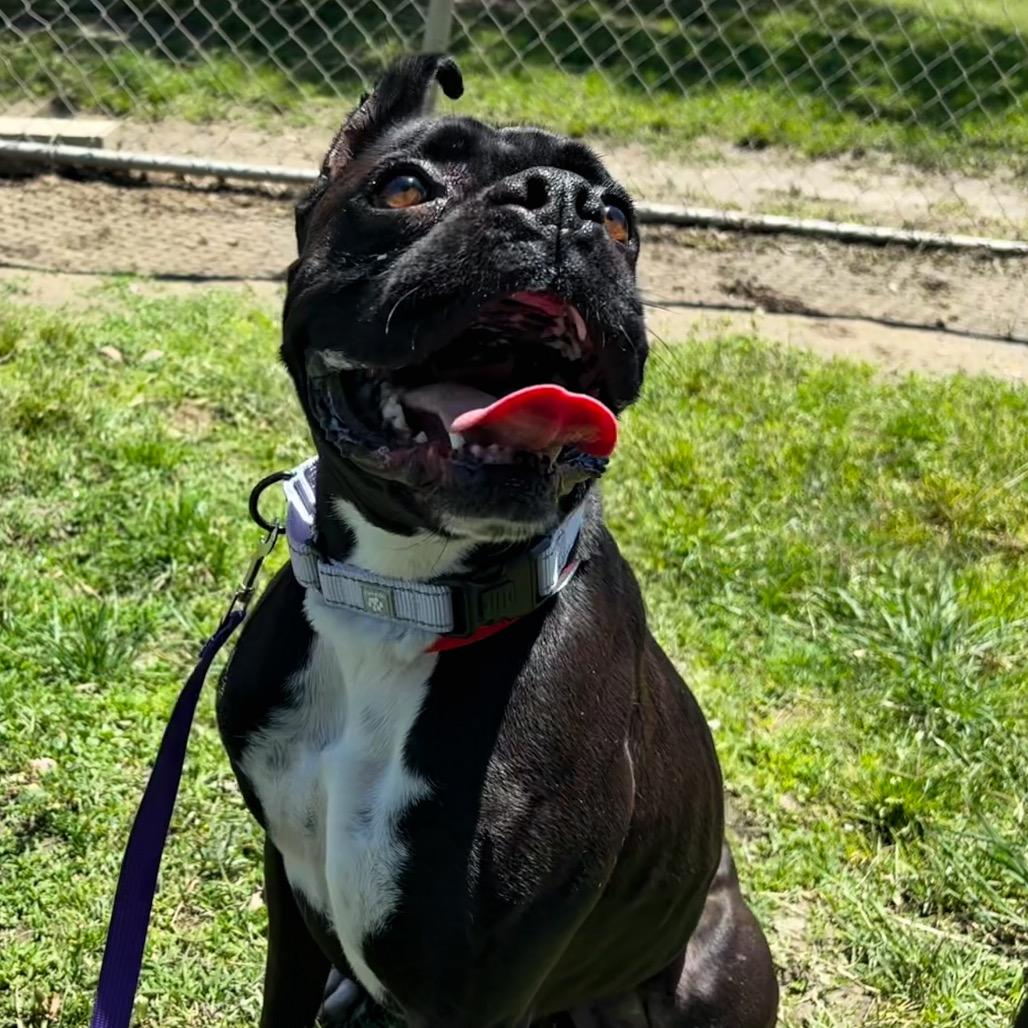 Tobi, a Adoptable Boxer in San Jacinto, CA image 3/6