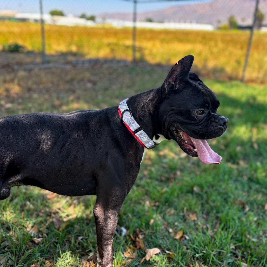 Tobi, a Adoptable Boxer in San Jacinto, CA image 4/6