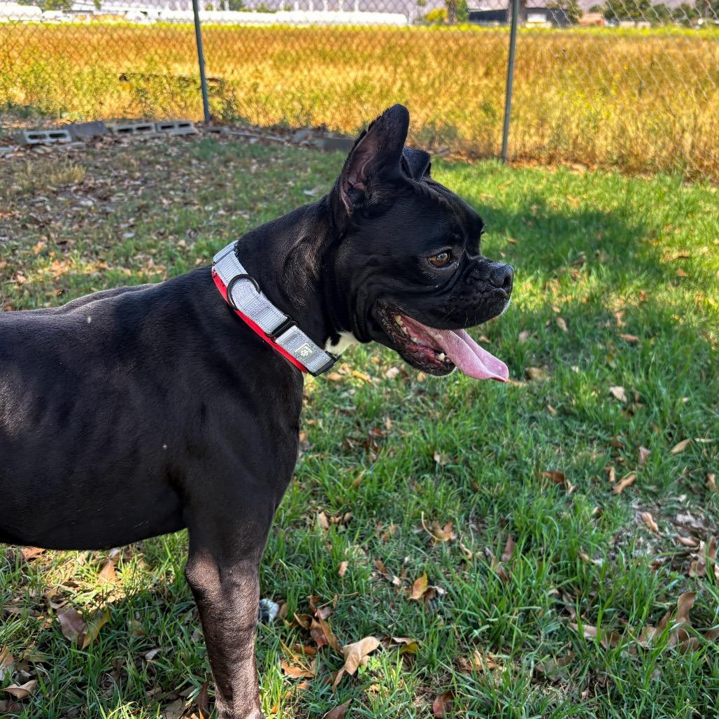 Tobi, a Adoptable Boxer in San Jacinto, CA image 5/6