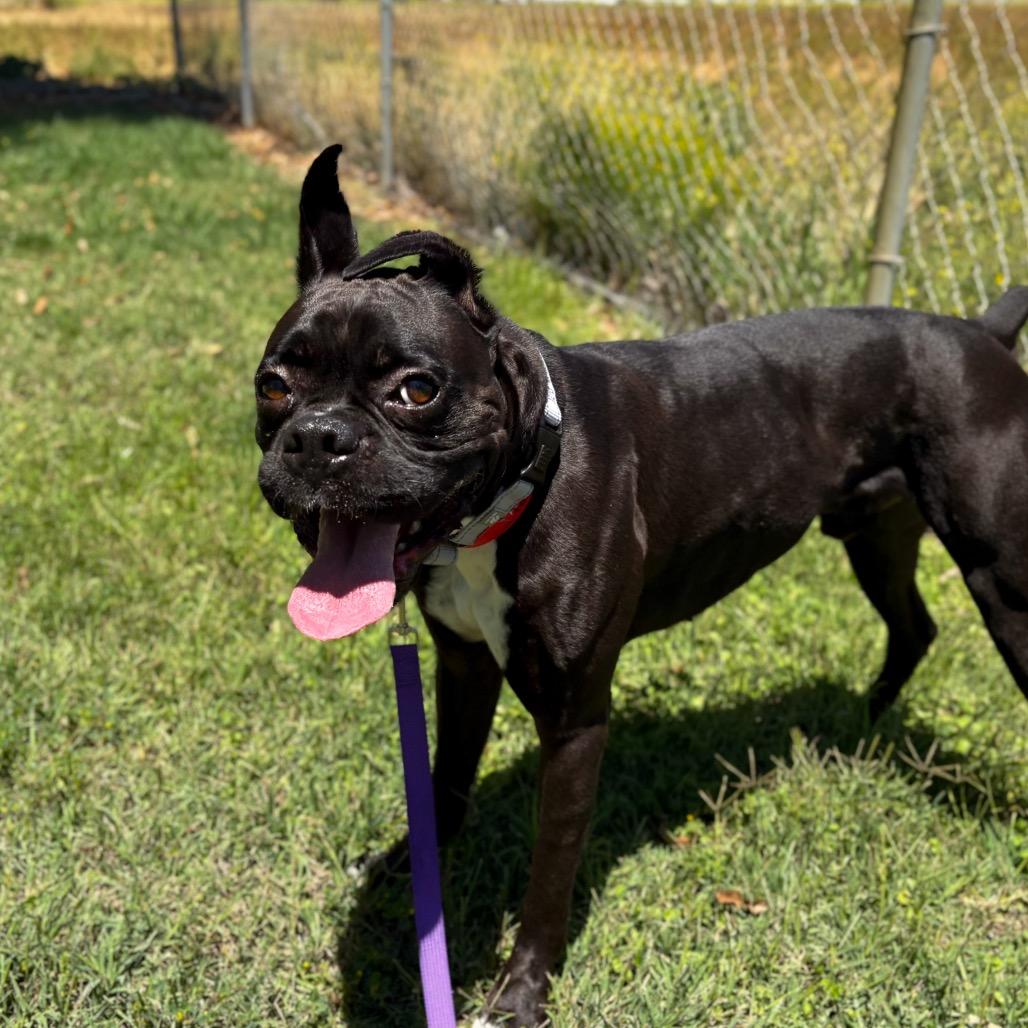 Tobi, a Adoptable Boxer in San Jacinto, CA image 6/6