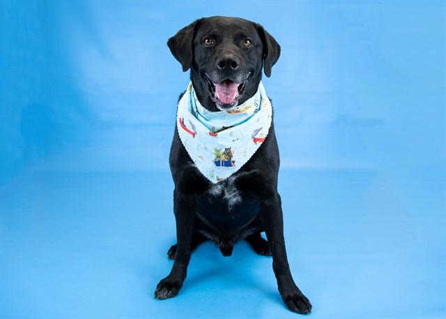 SAMUEL T-BONE ESQUIRE, Adoptable, Adult Male Labrador Retriever & Collie.