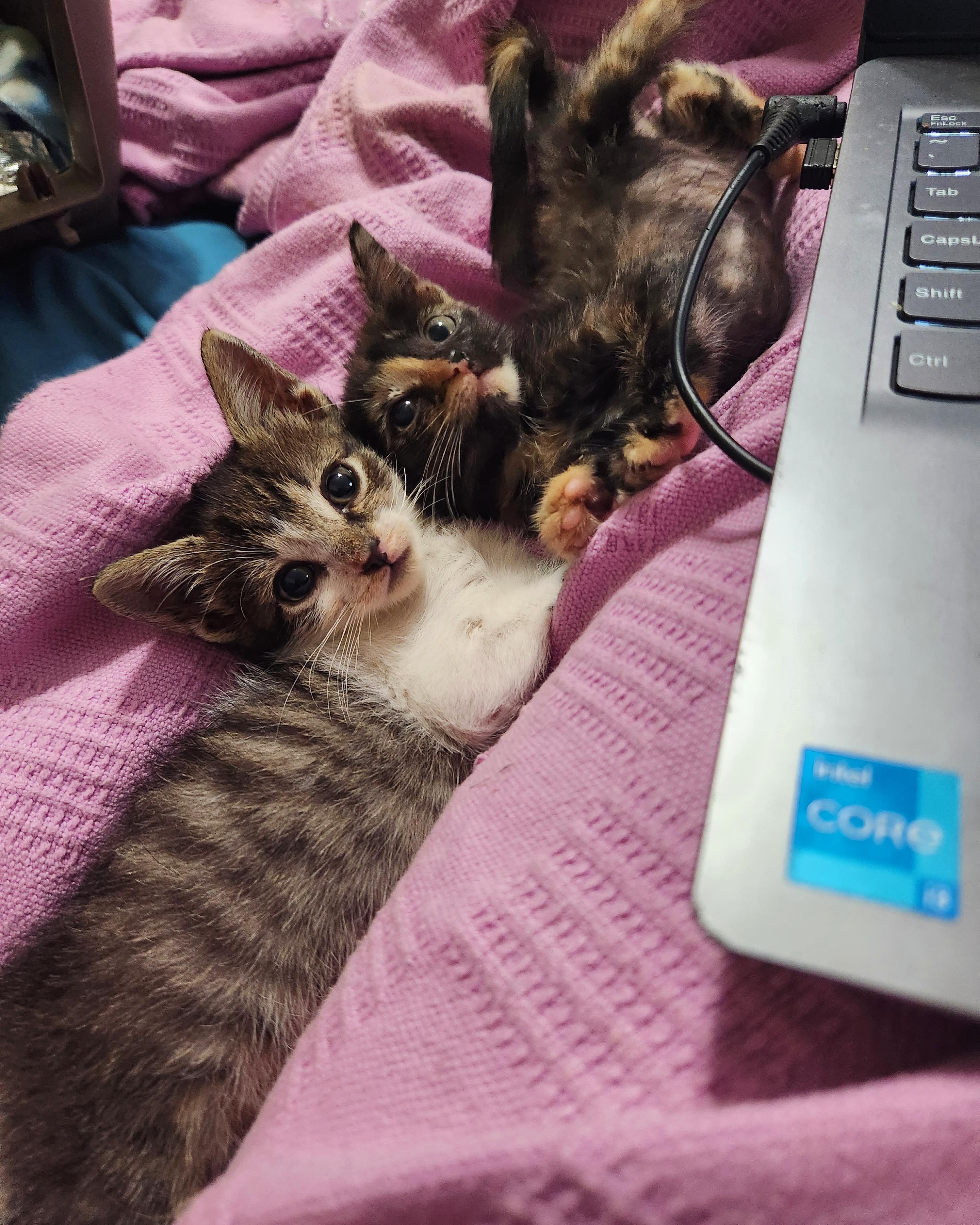 Enlarge Buzz, a Adopted Domestic Short Hair in Arlington, TX image 4/4