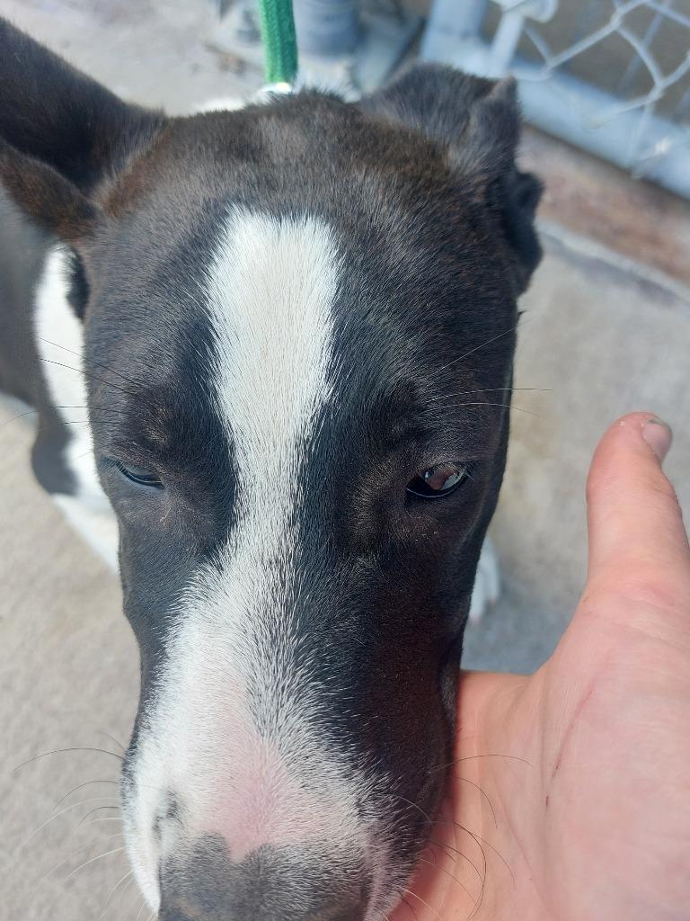 Porche, Adoptable, Young Female Shepherd & Mixed Breed.