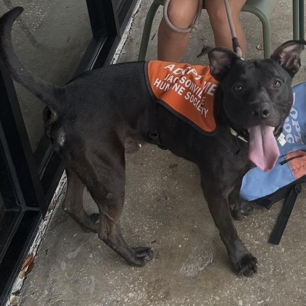Fezco, Adoptable, Adult Male Mixed Breed.