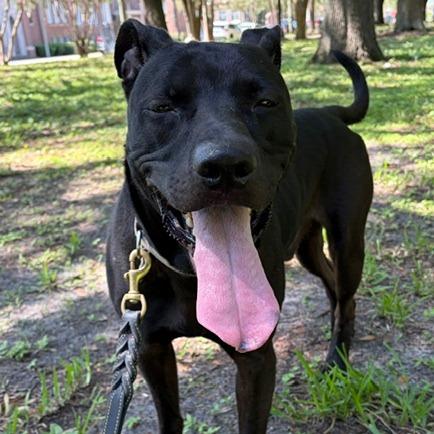 Fezco, a Adoptable Mixed Breed in Jacksonville, FL image 2/6