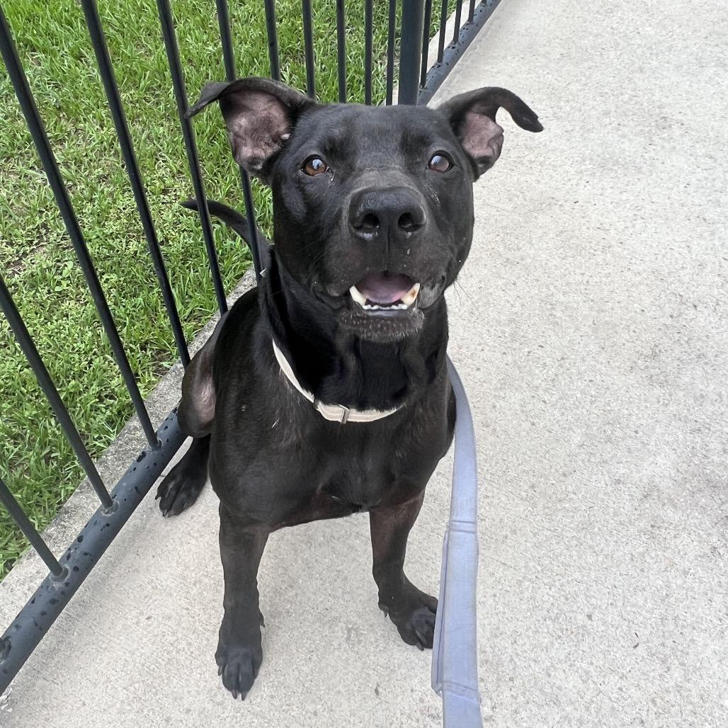 Fezco, a Adoptable Mixed Breed in Jacksonville, FL image 3/6