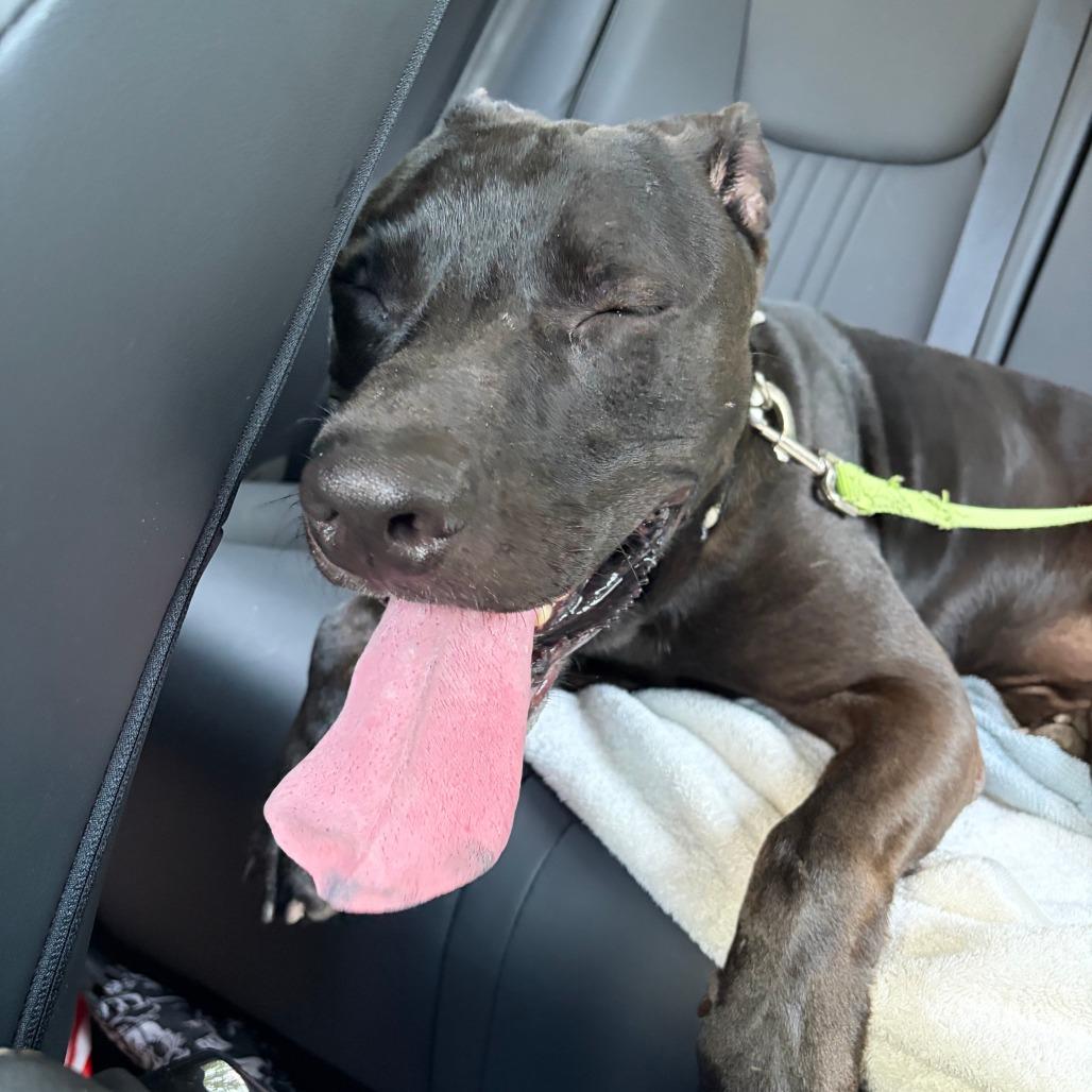 Fezco, a Adoptable Mixed Breed in Jacksonville, FL image 4/6