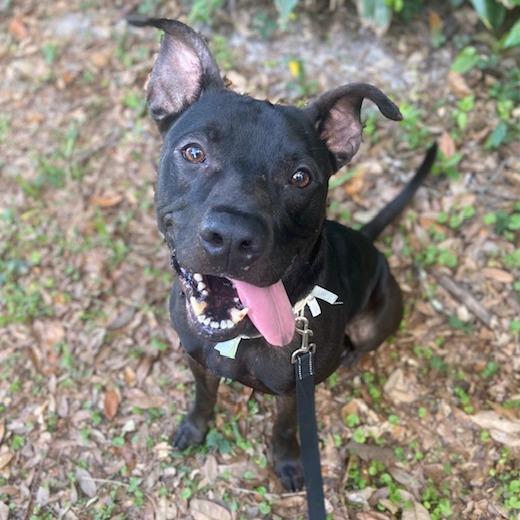Fezco, a Adoptable Mixed Breed in Jacksonville, FL image 5/6