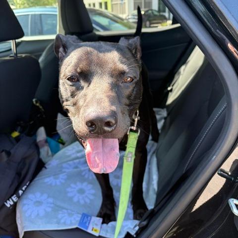 Fezco, a Adoptable Mixed Breed in Jacksonville, FL image 6/6