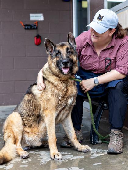 Enlarge Gramps-IN FOSTER, a Adoptable Mixed Breed in Chamblee, GA image 1/3