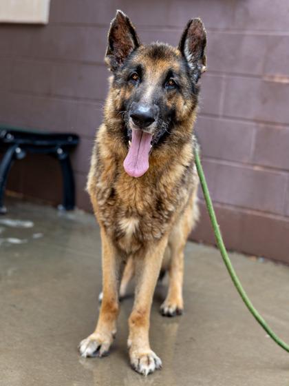 Enlarge Gramps-IN FOSTER, a Adoptable Mixed Breed in Chamblee, GA image 2/3