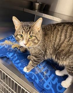 Enlarge Santa Claws, an adopted Domestic Short Hair in Liberty, MO image 2/2