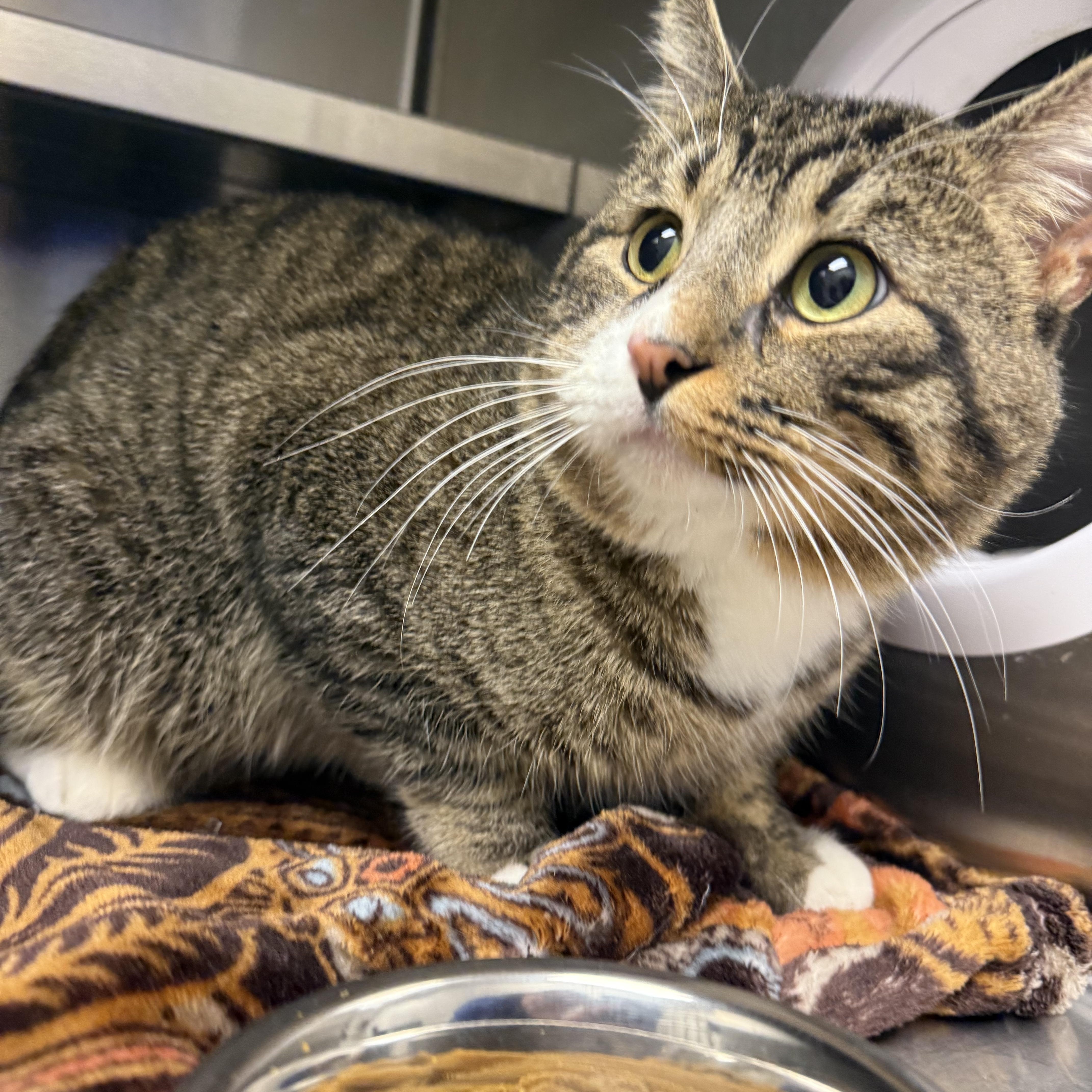 Enlarge Santa Claws, a Adoptable Domestic Short Hair in Liberty, MO image 1/1