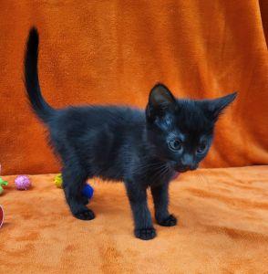 Emmie, a ADOPTABLE Domestic Short Hair in Bucyrus, OH image 3/3