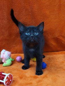 Emmie, a ADOPTABLE Domestic Short Hair in Bucyrus, OH image 1/3
