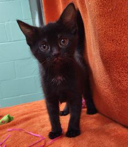 Emmie, a ADOPTABLE Domestic Short Hair in Bucyrus, OH image 2/3