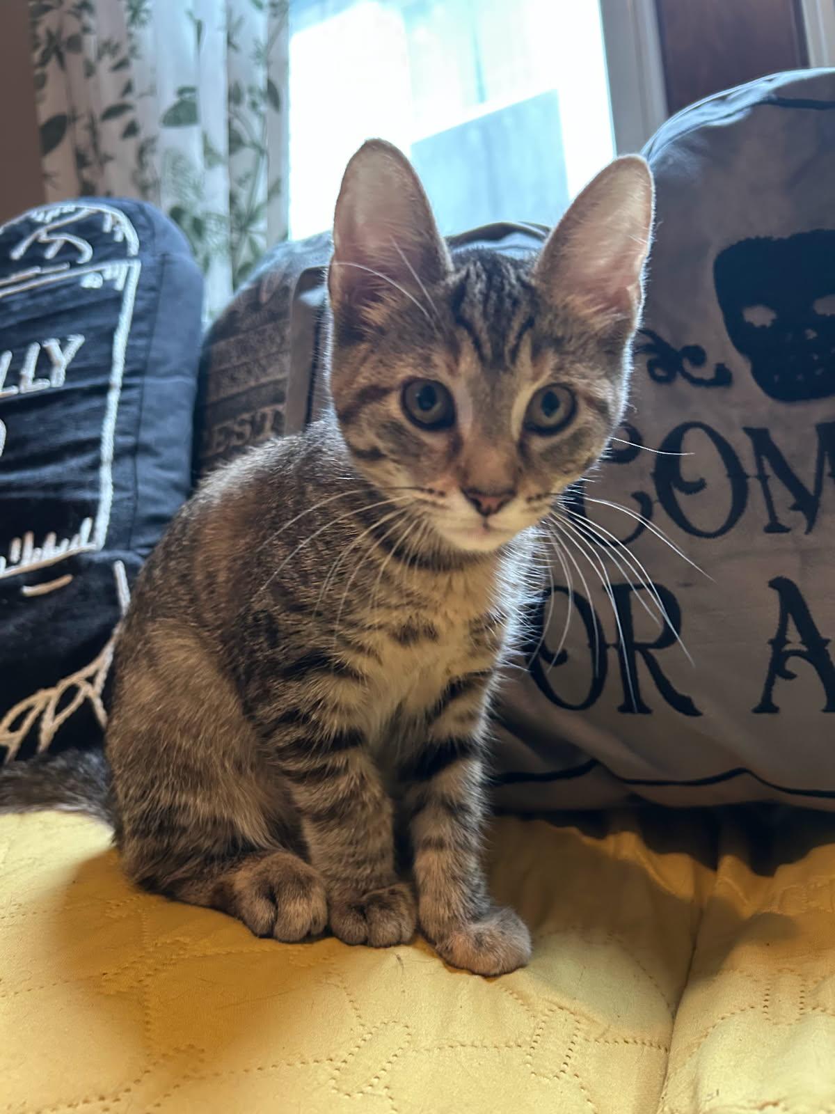 Dash and Scout - 2 is better than 1, Adoptable, Kitten Male Domestic Short Hair.
