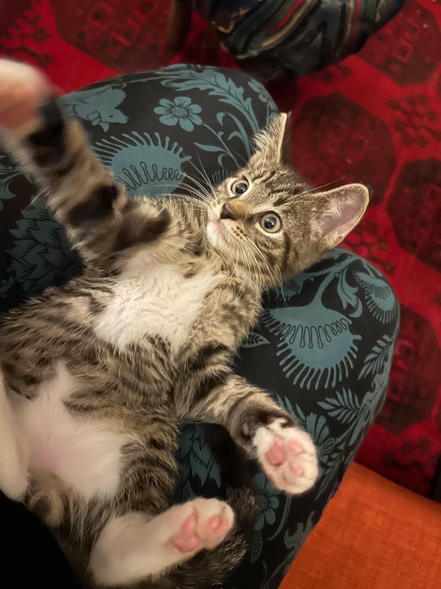 Enlarge Dash and Scout - 2 is better than 1, a Adoptable Domestic Short Hair in Clarksville, IN image 1/5