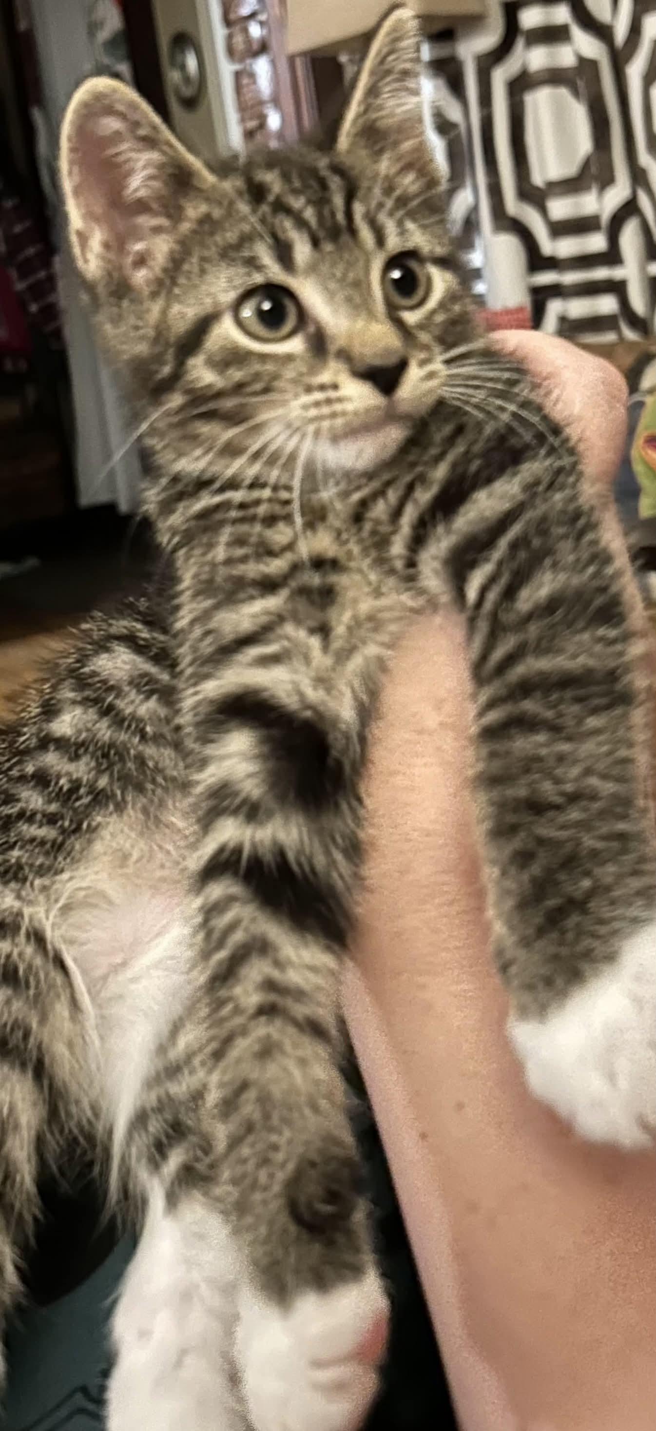 Enlarge Dash and Scout - 2 is better than 1, a Adoptable Domestic Short Hair in Clarksville, IN image 2/5