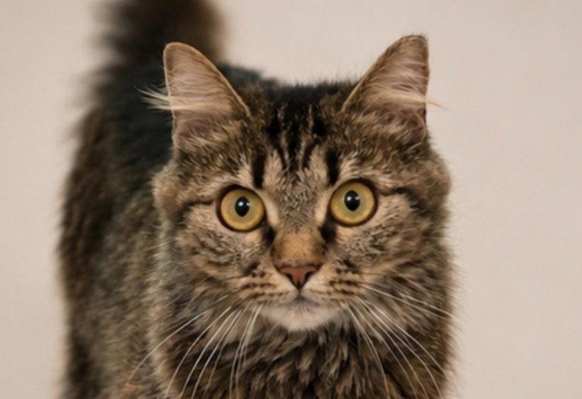 Pixie, Adoptable, Adult Female Domestic Long Hair & Tabby.