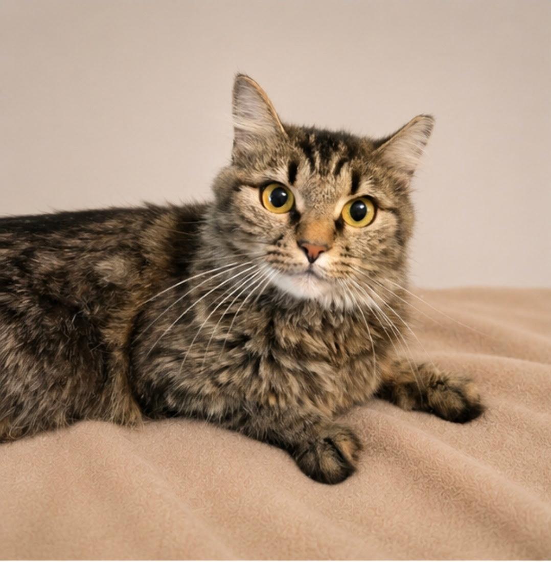 Pixie, a Adoptable mixed breed in Cookeville, TN image 3/3
