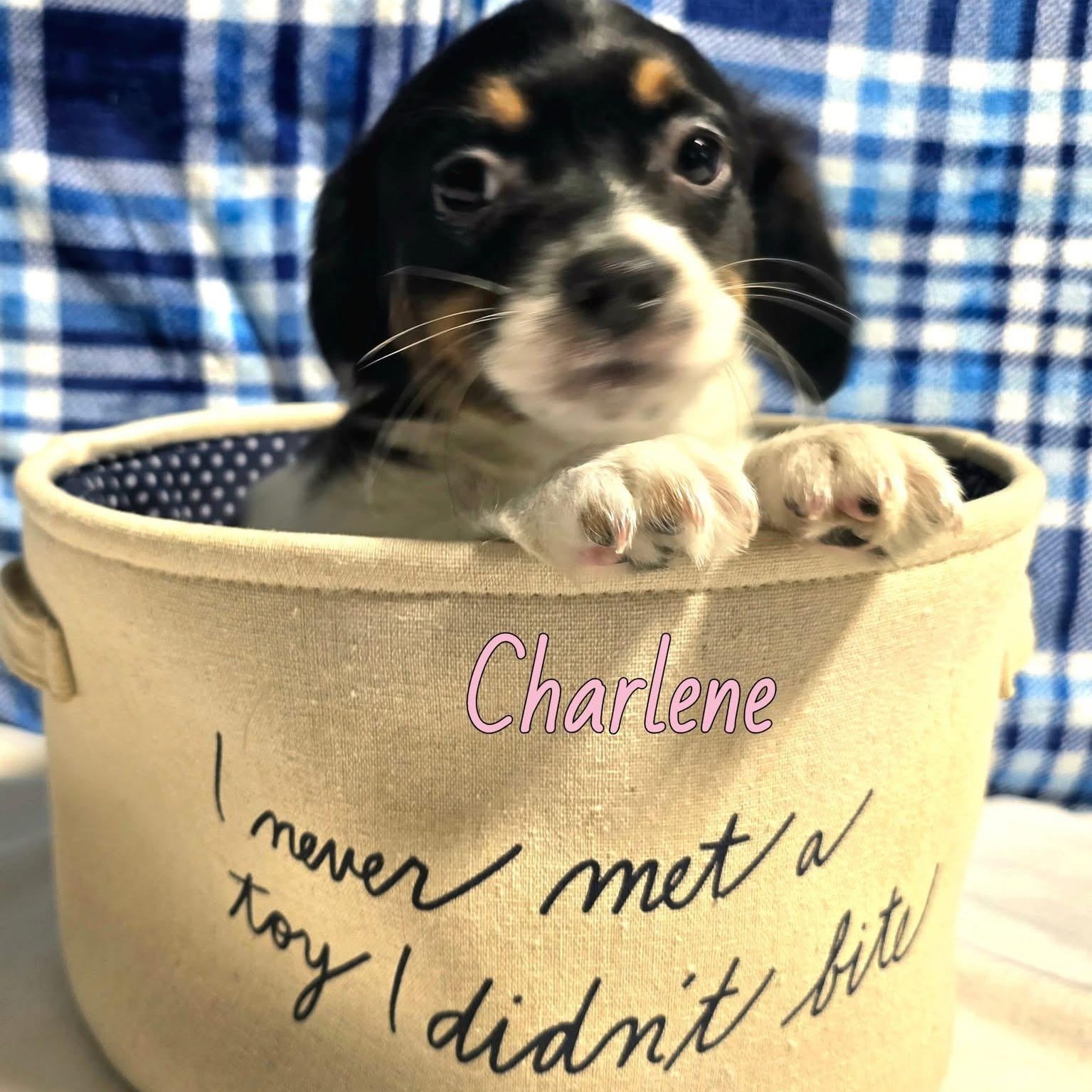 Charlene, adopted, Puppy Female Mixed Breed.