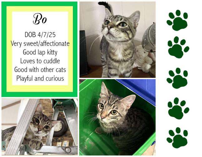 Enlarge Bo, a Adopted Domestic Short Hair in Longview, TX image 1/6