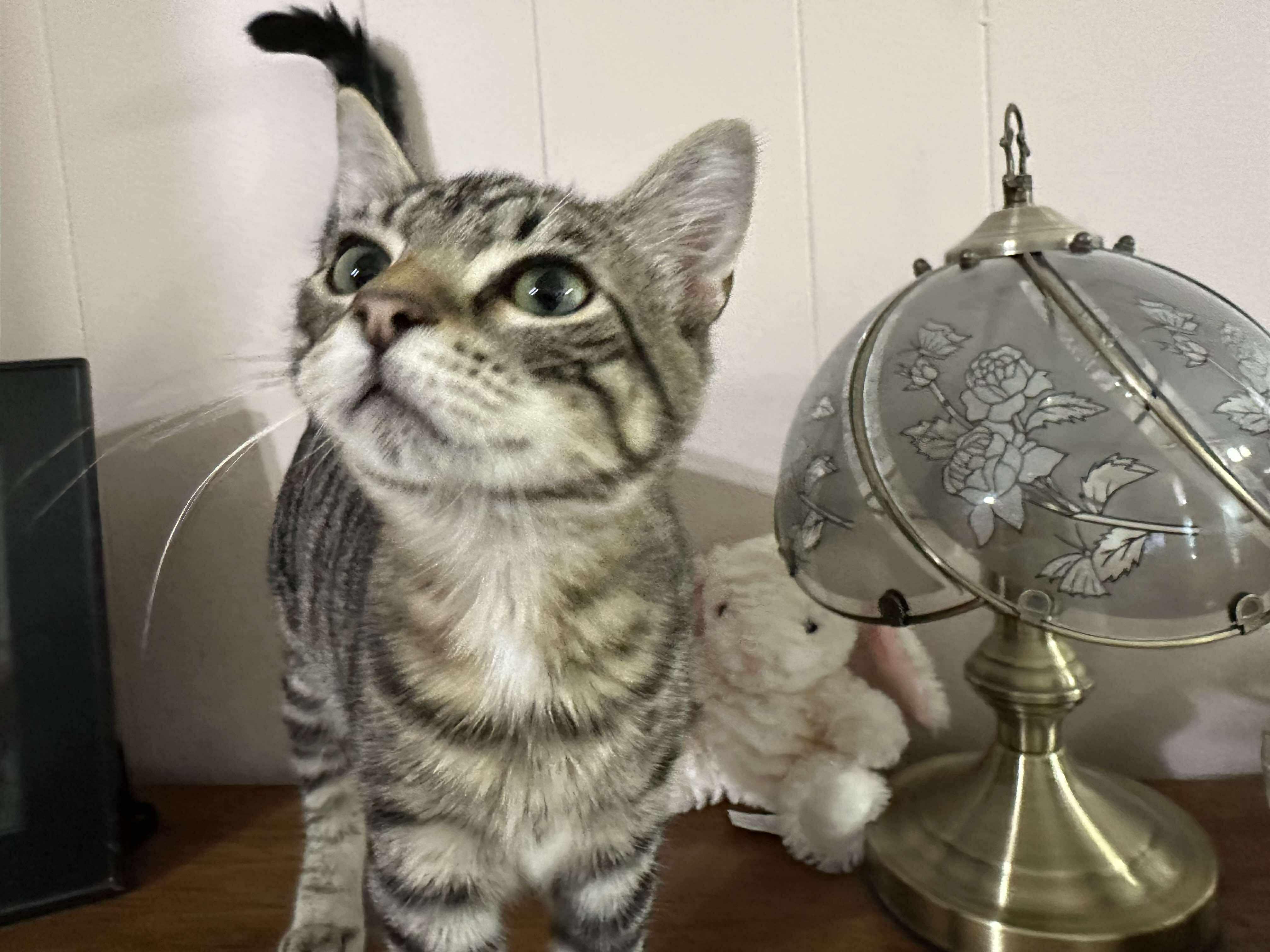 Enlarge Bo, a Adopted Domestic Short Hair in Longview, TX image 6/6