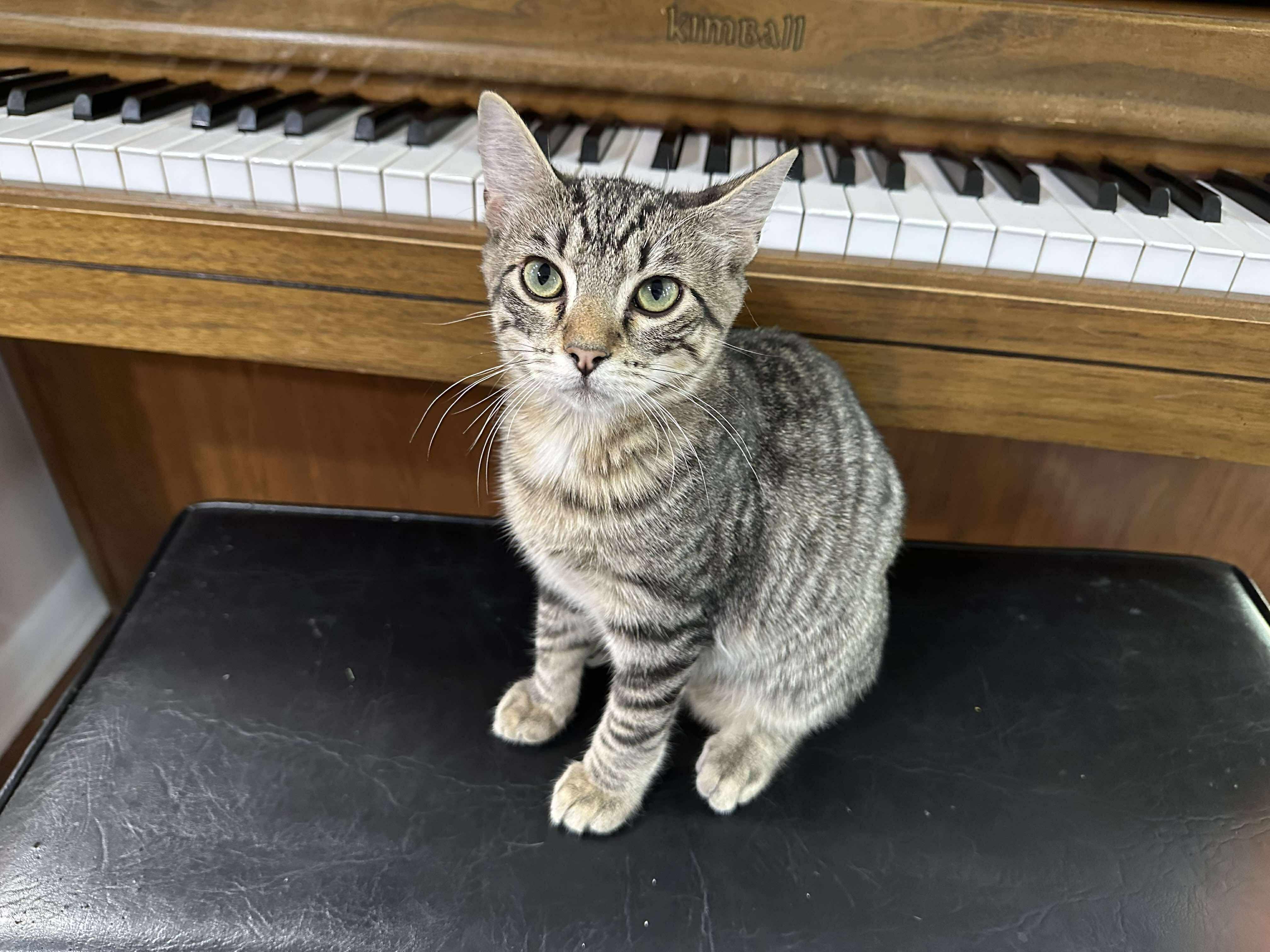 Enlarge Bo, a Adopted Domestic Short Hair in Longview, TX image 2/6
