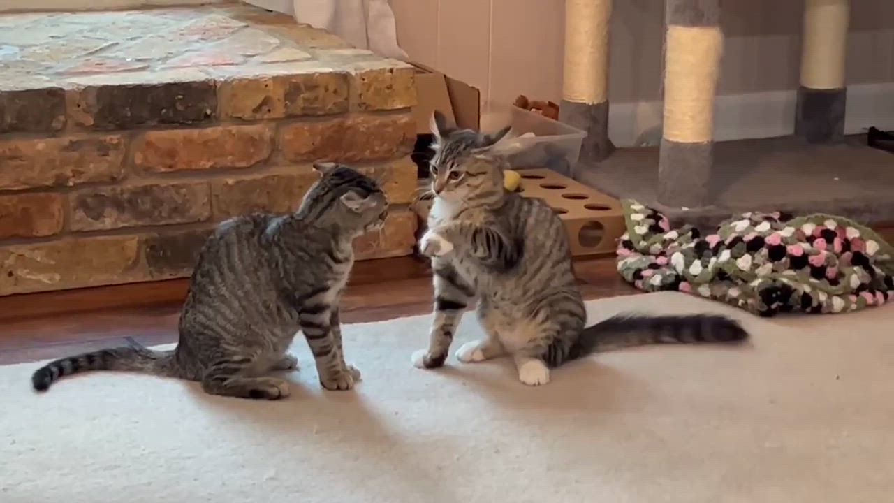 Enlarge Bo, a Adopted Domestic Short Hair in Longview, TX video 5/6