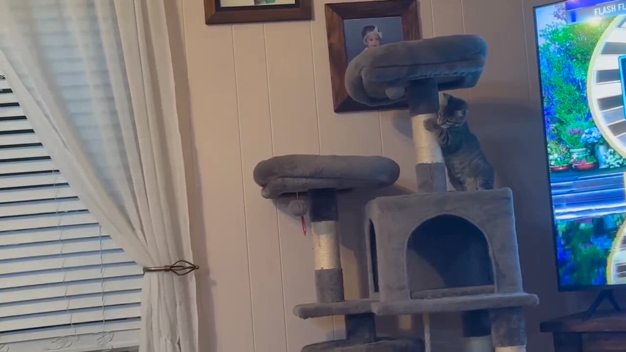 Enlarge Bo, a Adopted Domestic Short Hair in Longview, TX video 4/6