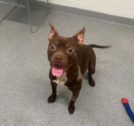 Enlarge FLUKE, a Adoptable Pit Bull Terrier in Toledo, OH image 1/1
